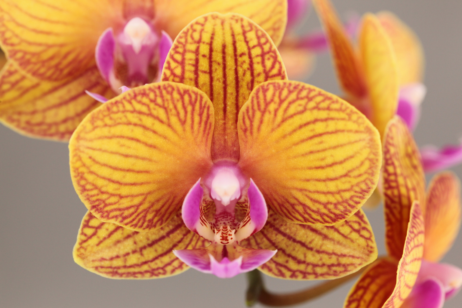 E68-7 orange Phalaenopsis — Flower