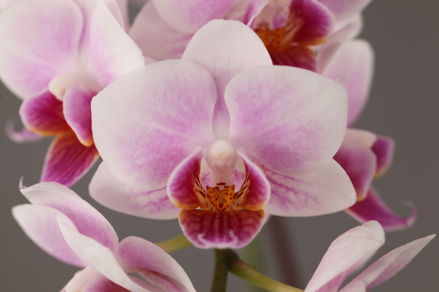 E73-2 roze Phalaenopsis — Bloem