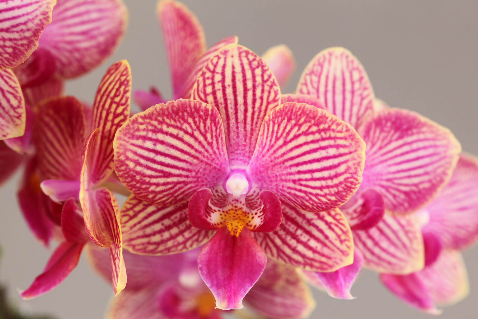 E74-3 oranje Phalaenopsis — Bloem
