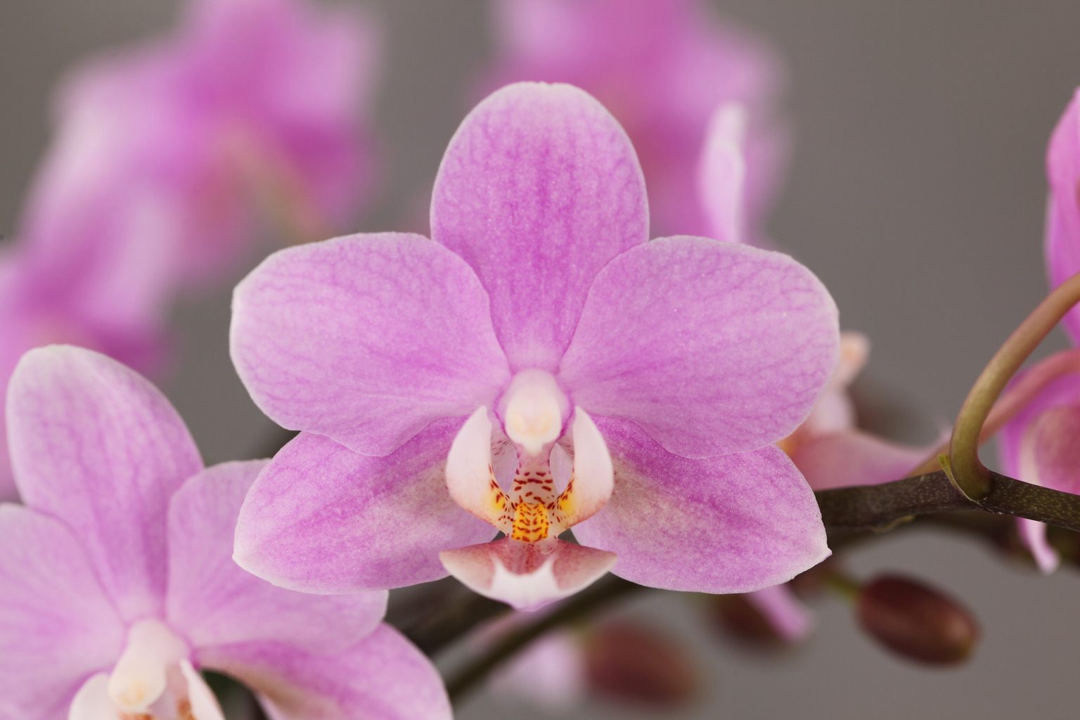 E79-2 pink Phalaenopsis — Flower