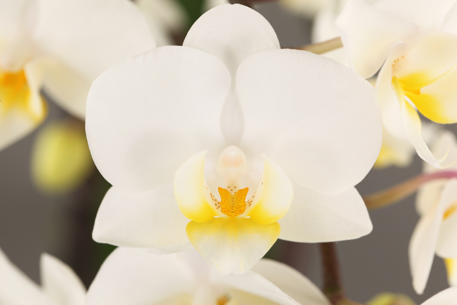 F09-3 white Phalaenopsis — Flower