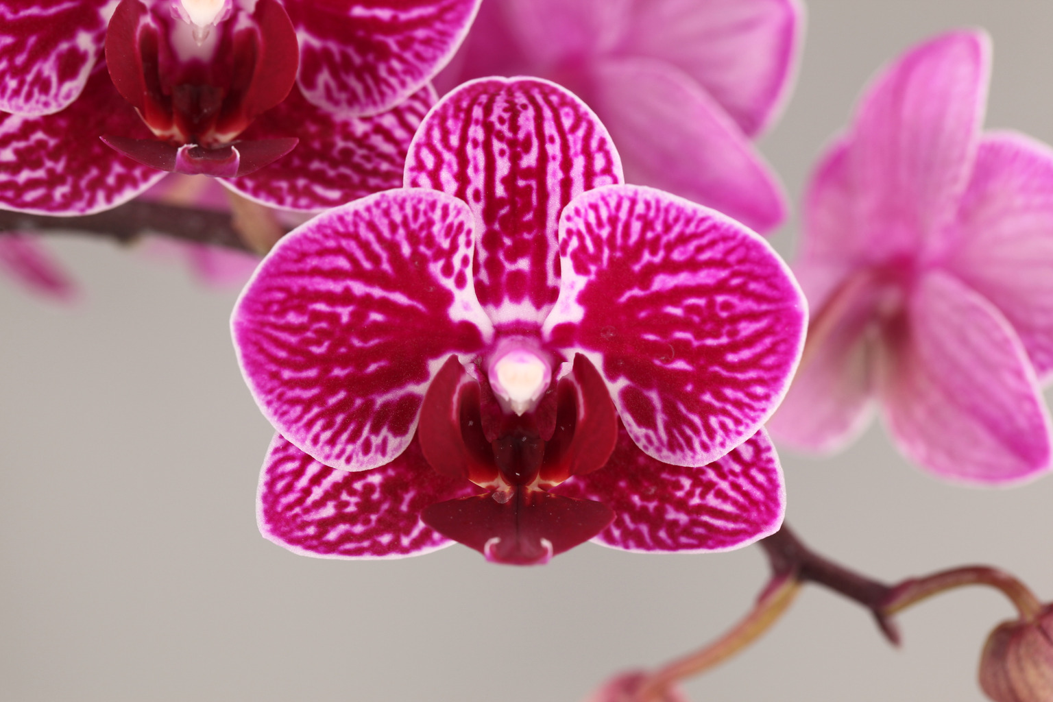 F109-2 donkere Phalaenopsis — Bloem