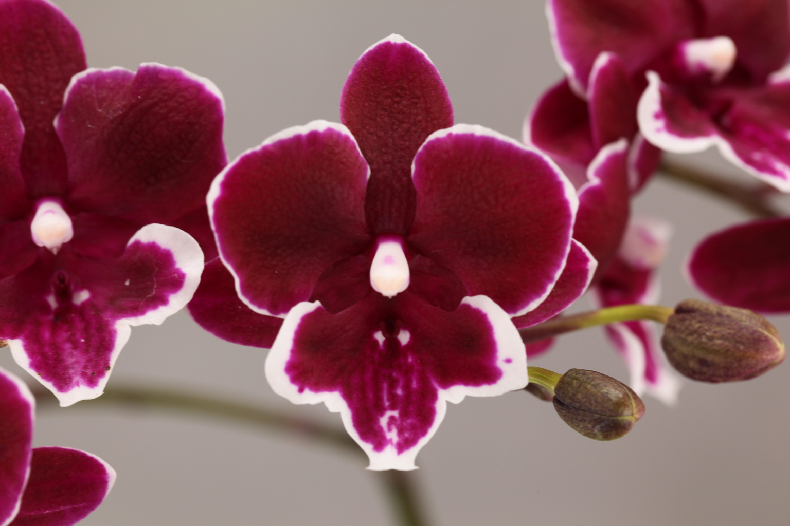 F121-1 donkere Phalaenopsis — Bloem