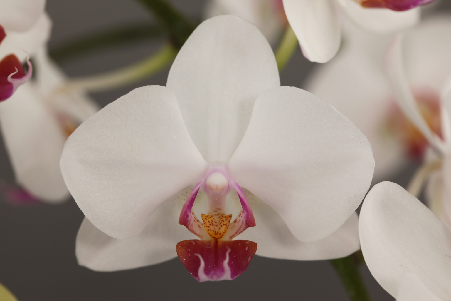 F122-2 white Phalaenopsis — Flower
