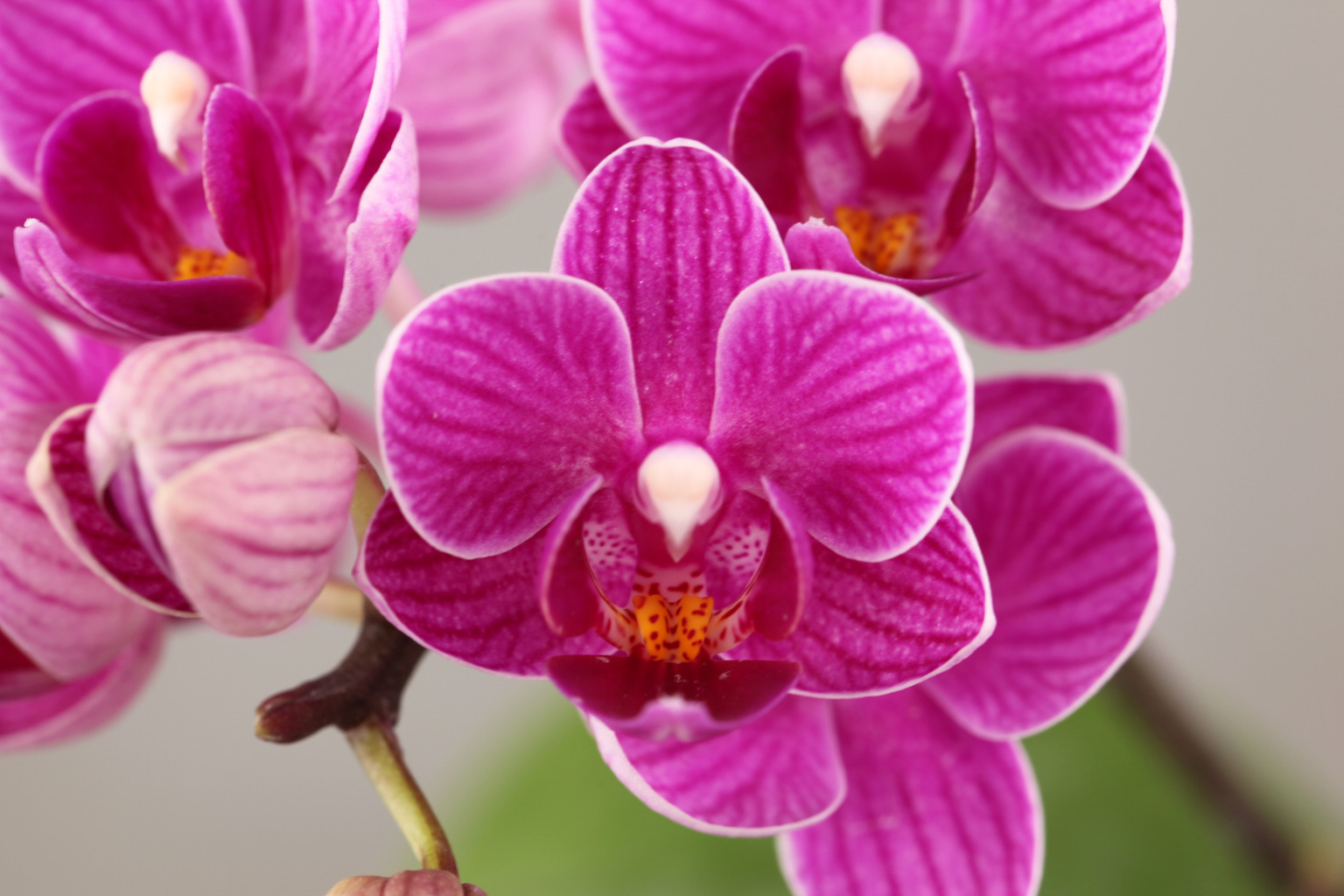 F183-1 red Phalaenopsis — Flower