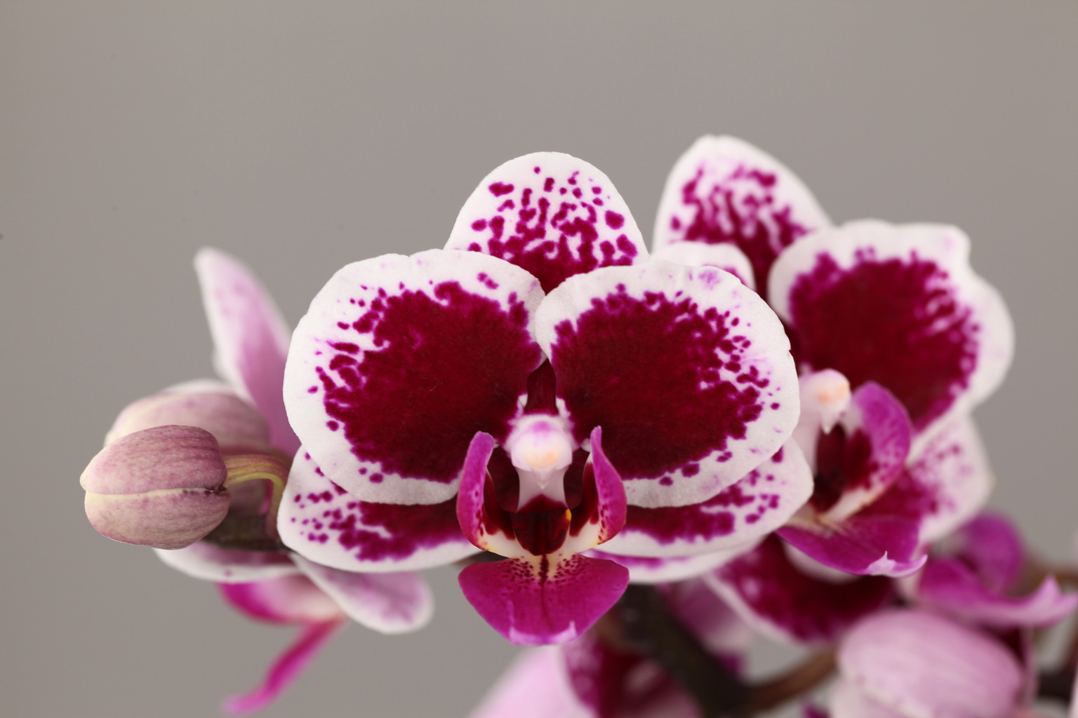 F196-2 Phalaenopsis photo — Flower