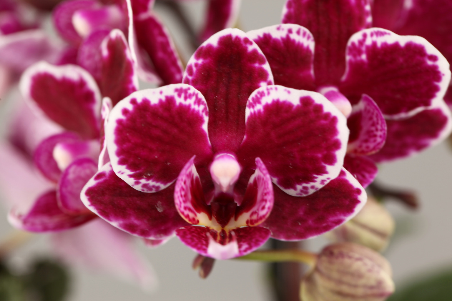 F211-1 donkere Phalaenopsis — Bloem