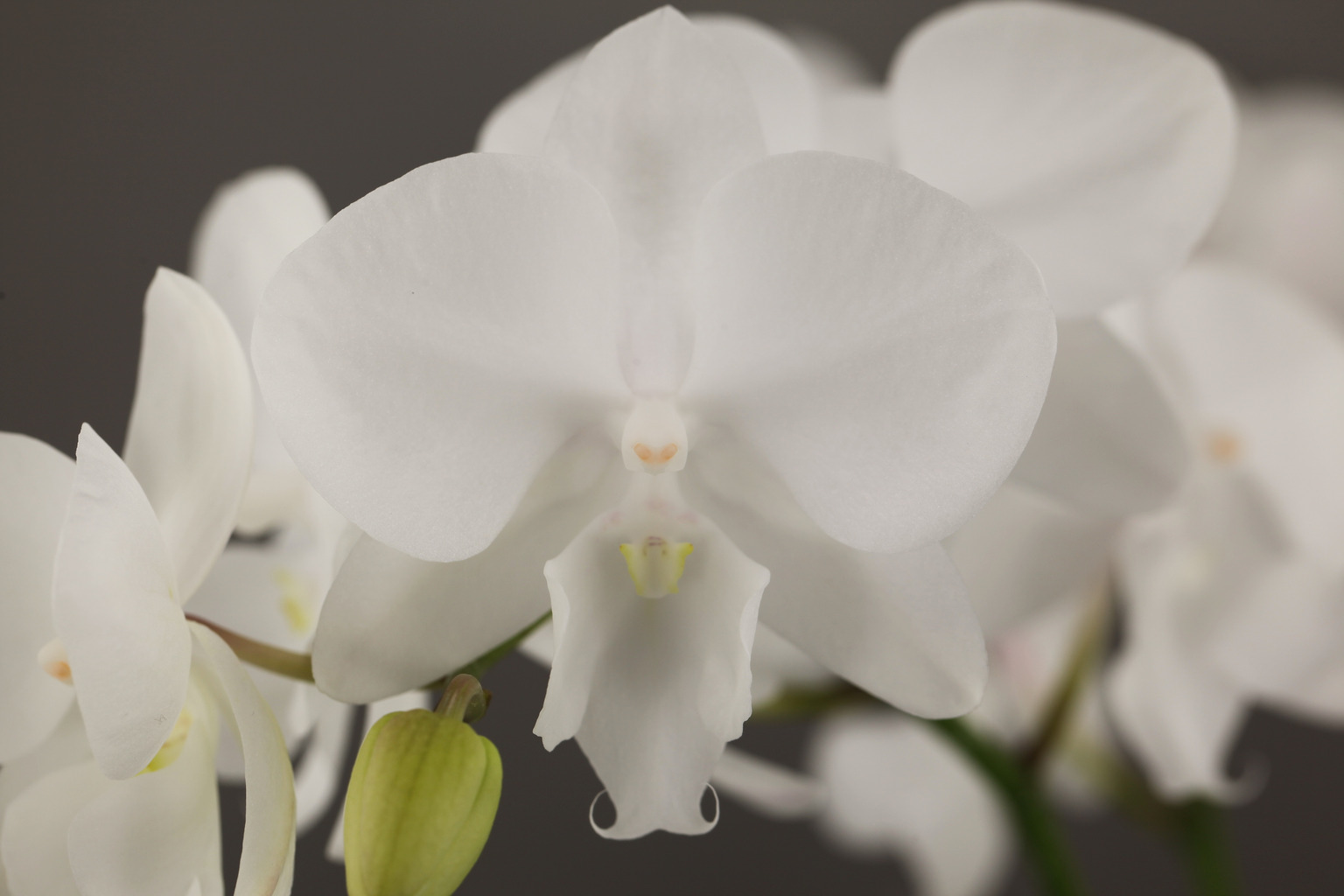 F32-1 grootbloemige witte Phalaenopsis — Bloem