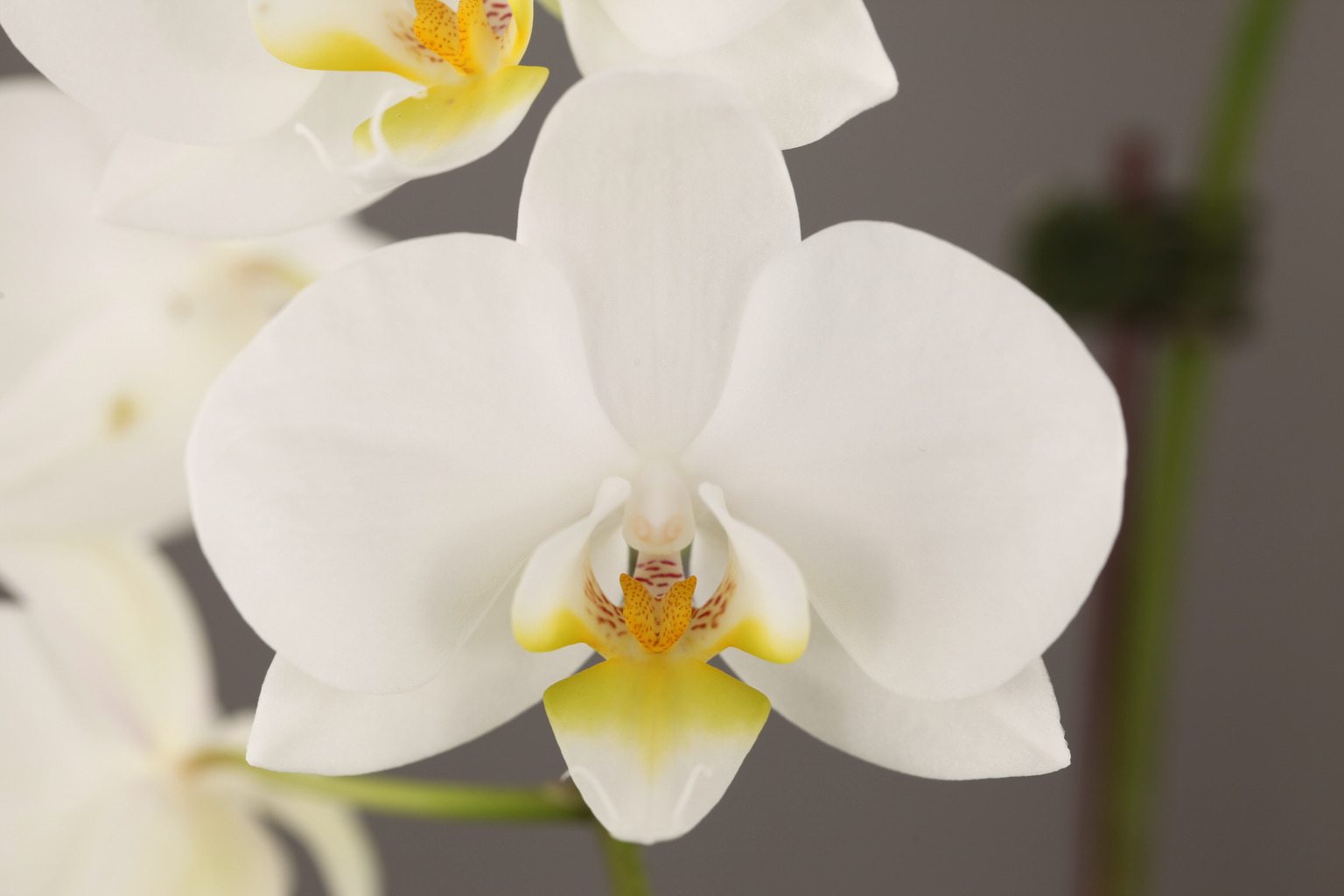 F32-10 cascade witte Phalaenopsis — Bloem