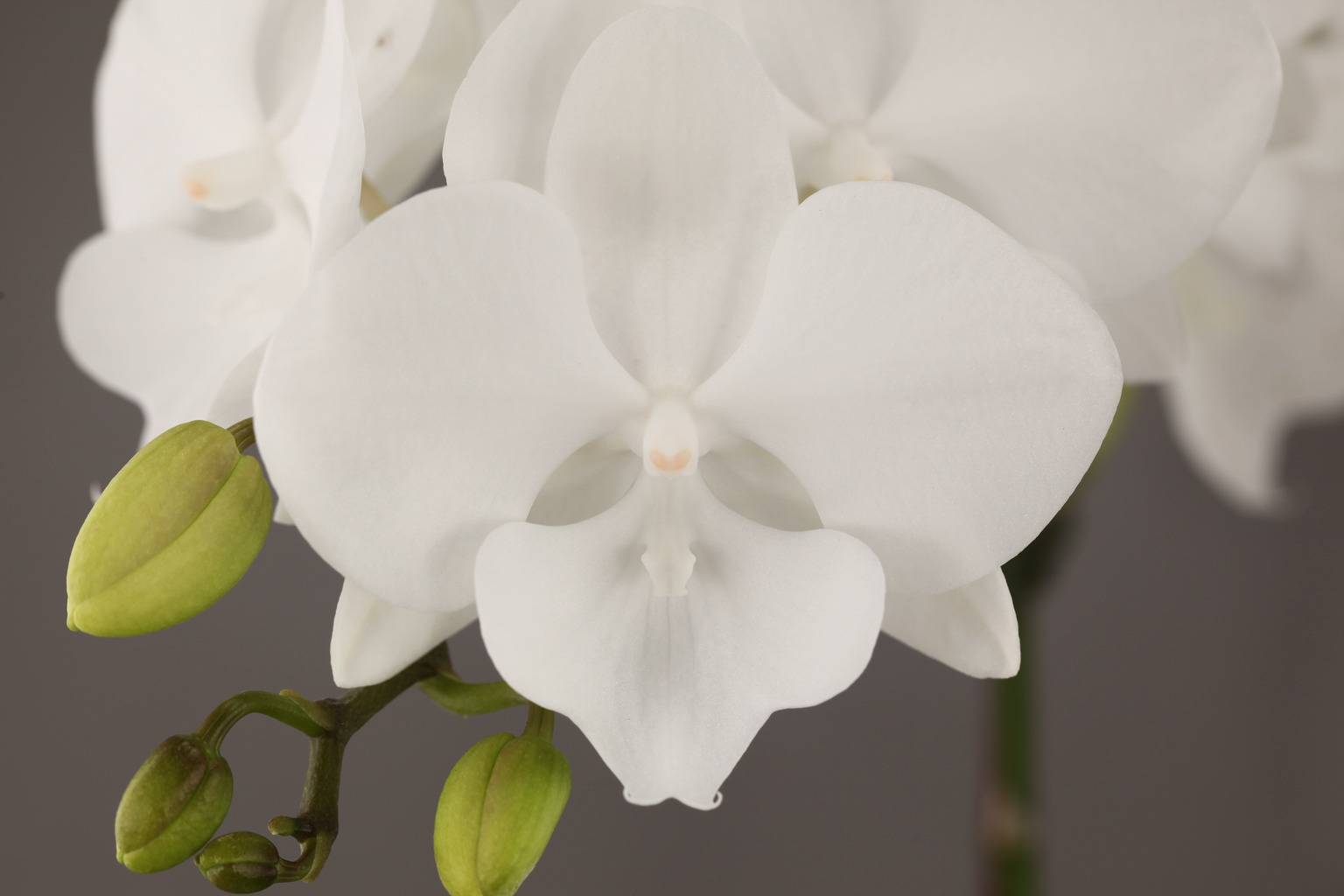 F32-6 witte Phalaenopsis — Bloem