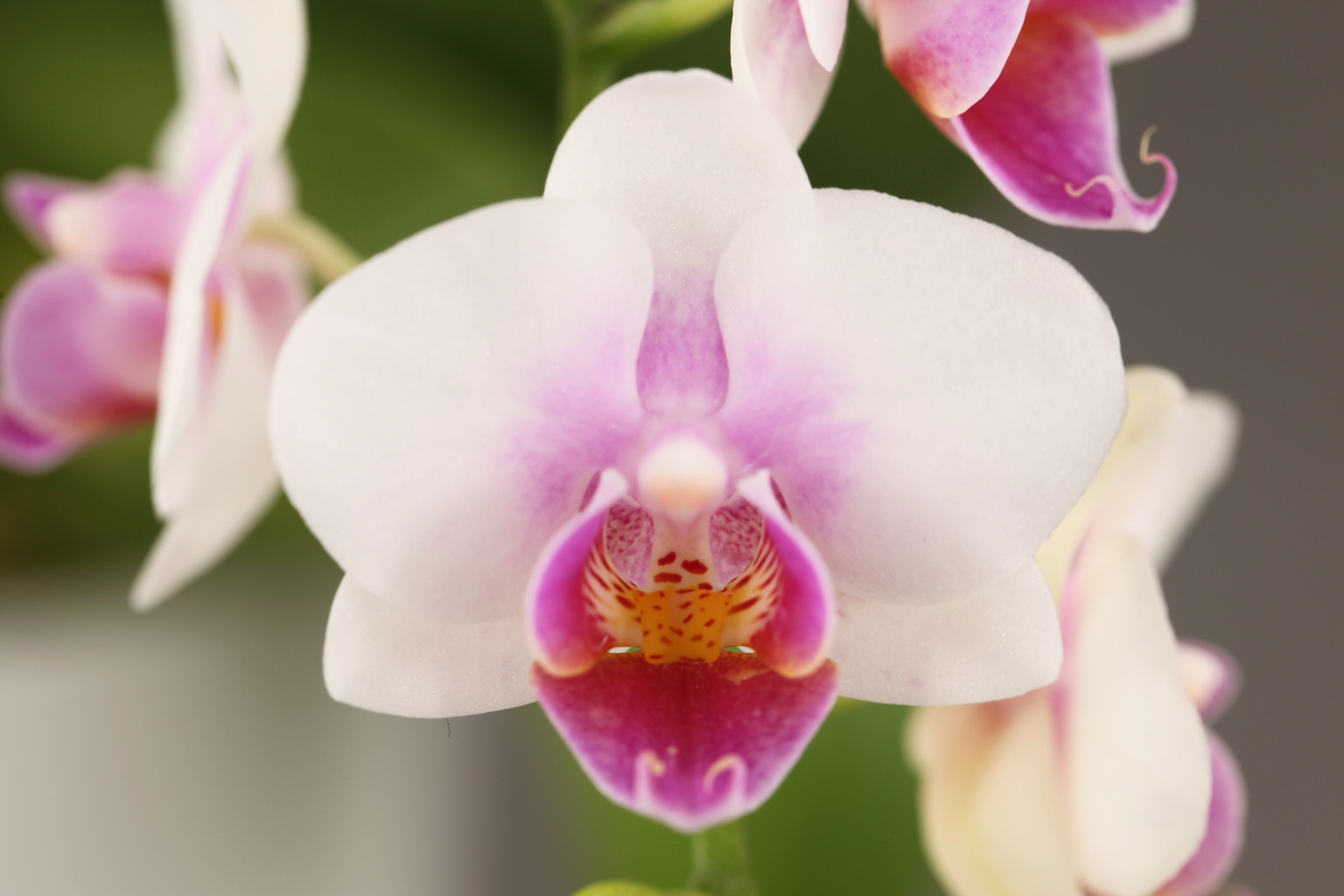 F36-1 witte Phalaenopsis — Bloem