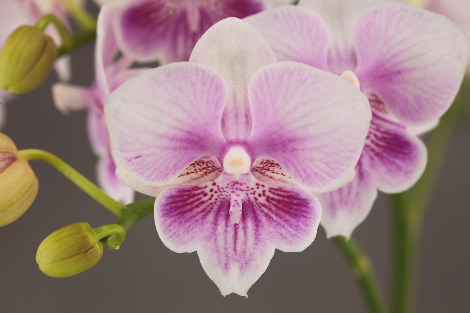 F40-2 pink Phalaenopsis — Flower