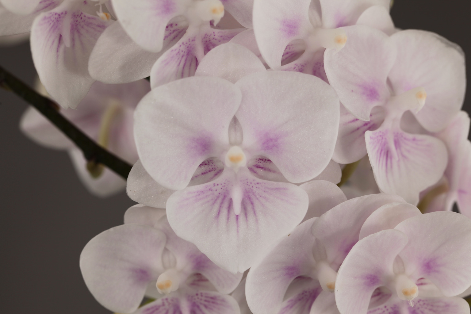 F40-3 white Phalaenopsis — Flower