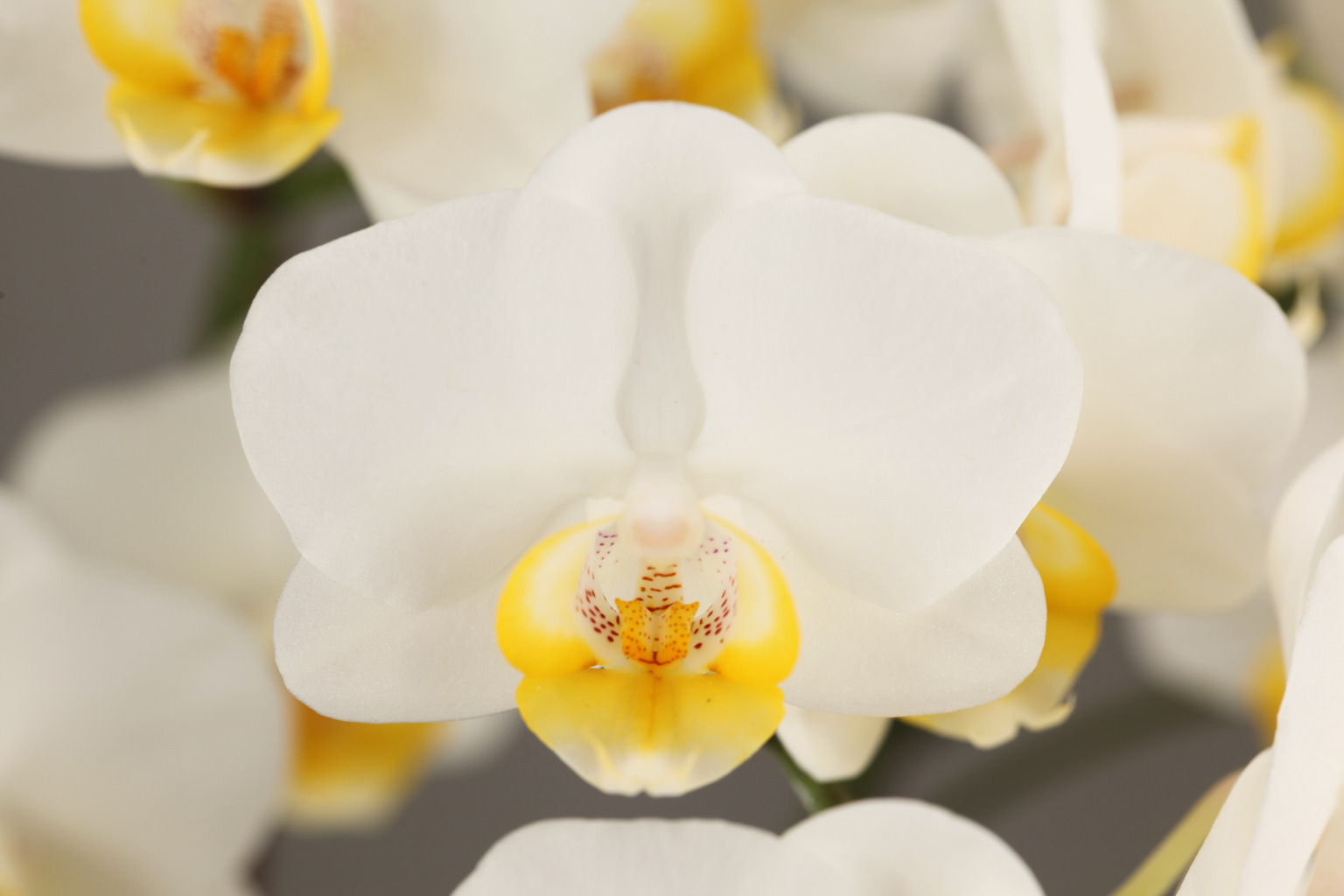 F94-1 白花胡蝶蘭 — 花