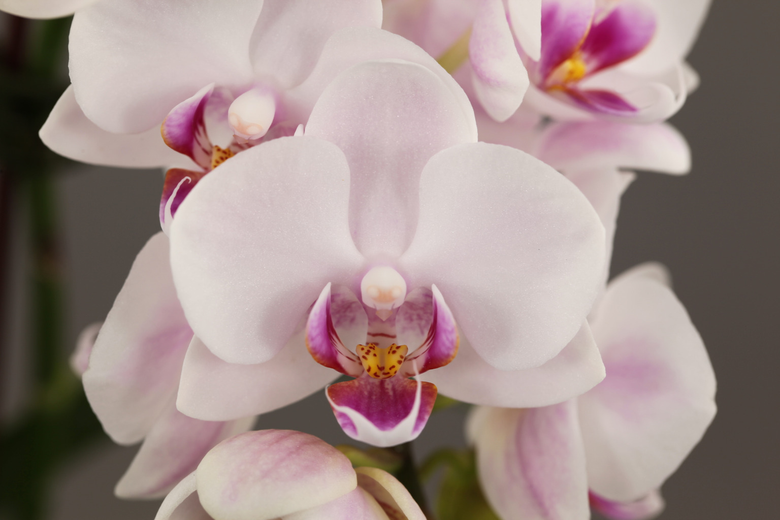 G11-2 witte Phalaenopsis — Bloem