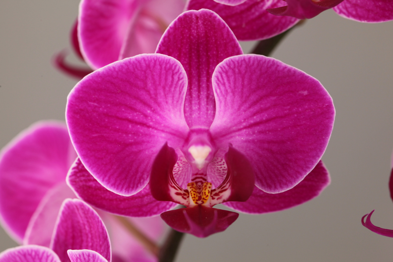 G122-9 red Phalaenopsis — Flower