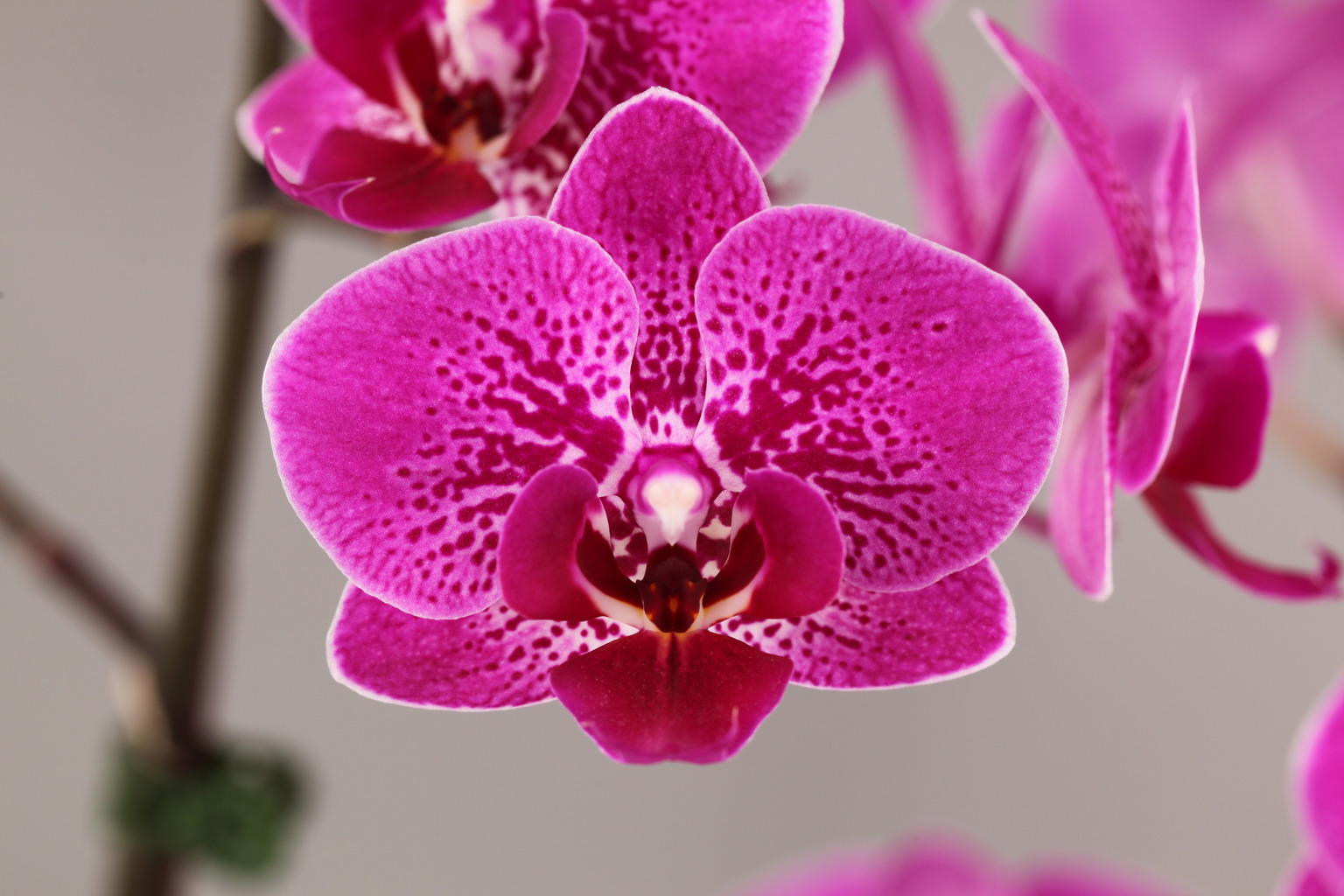 G128-1 rode Phalaenopsis — Bloem