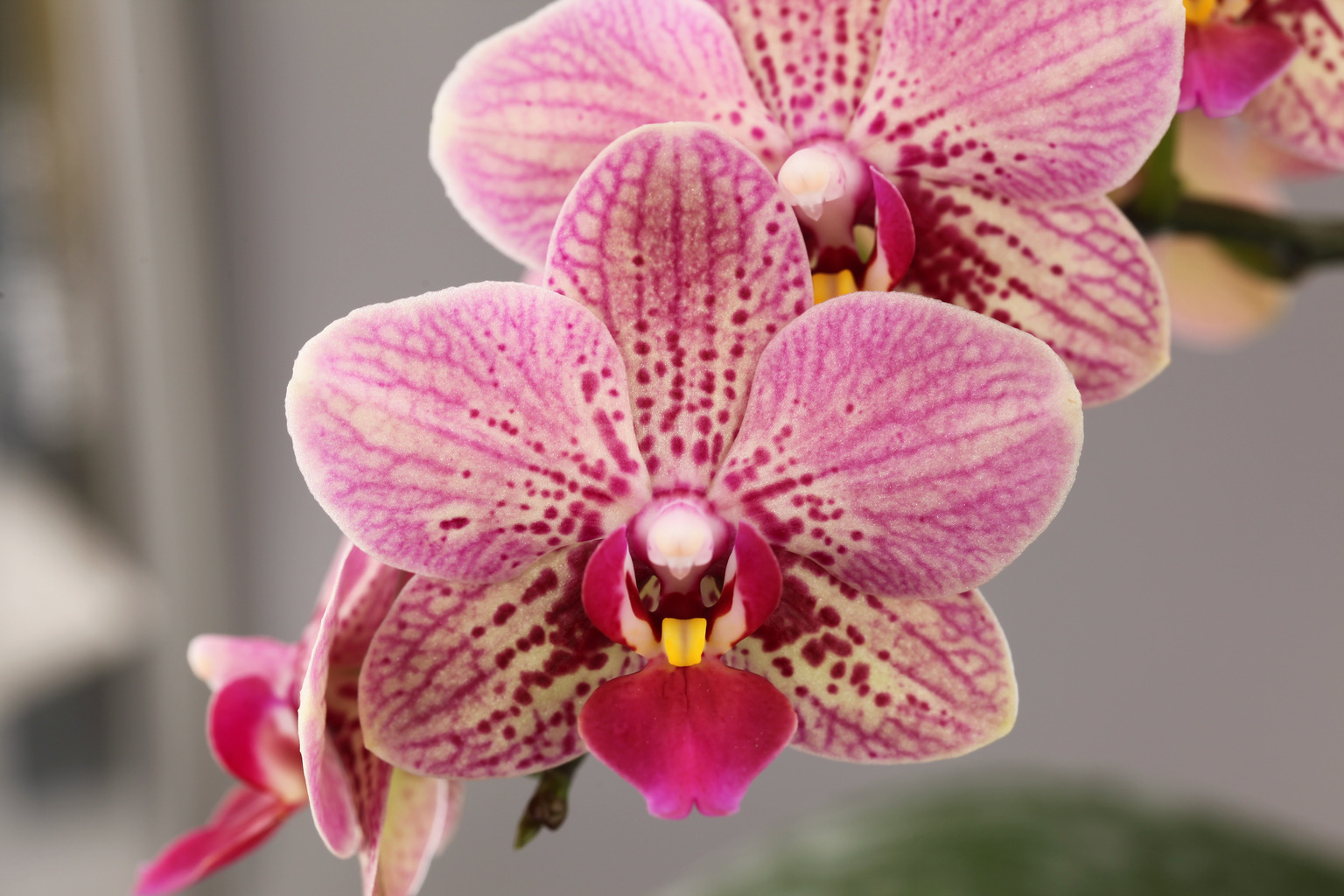 G44-3 oranje Phalaenopsis met donkere vlekken — Bloem