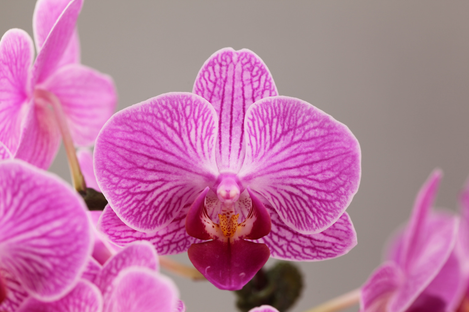 G45-6 red Phalaenopsis — Flower