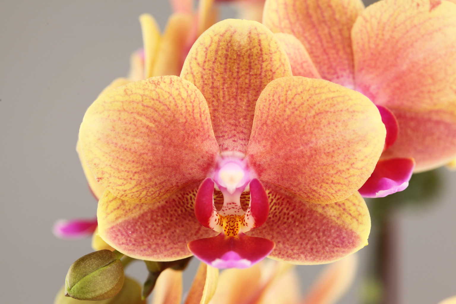 G52-3 fragrant orange Phalaenopsis — Flower