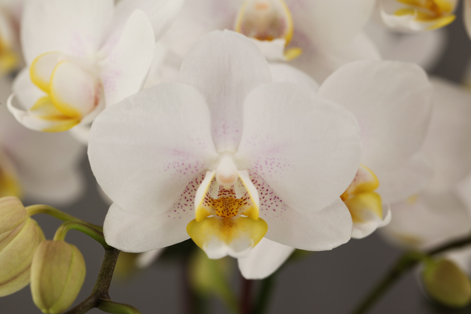 G53-1 白花胡蝶蘭 — 花