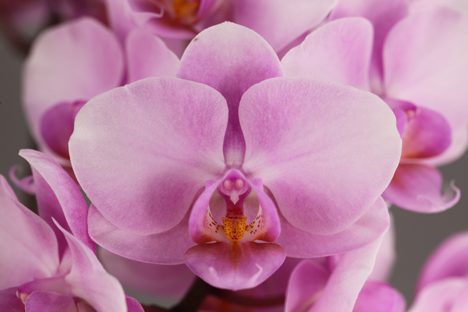 G53-2 pink Phalaenopsis — Flower