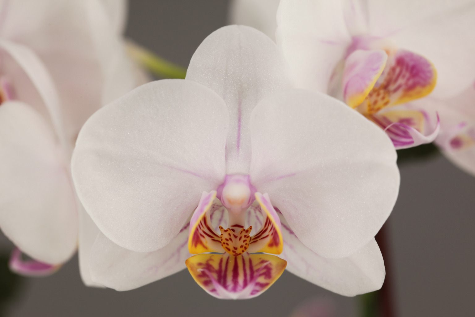 G55-1 white Phalaenopsis — Flower