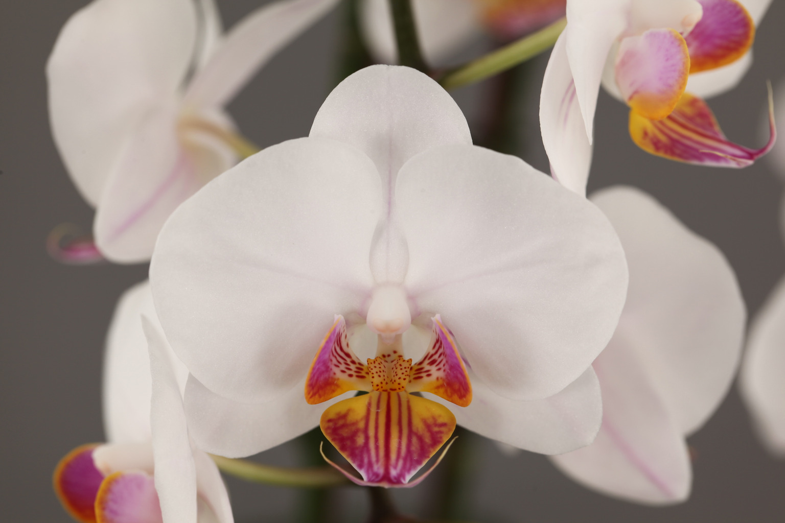 G55-2 white Phalaenopsis — Flower