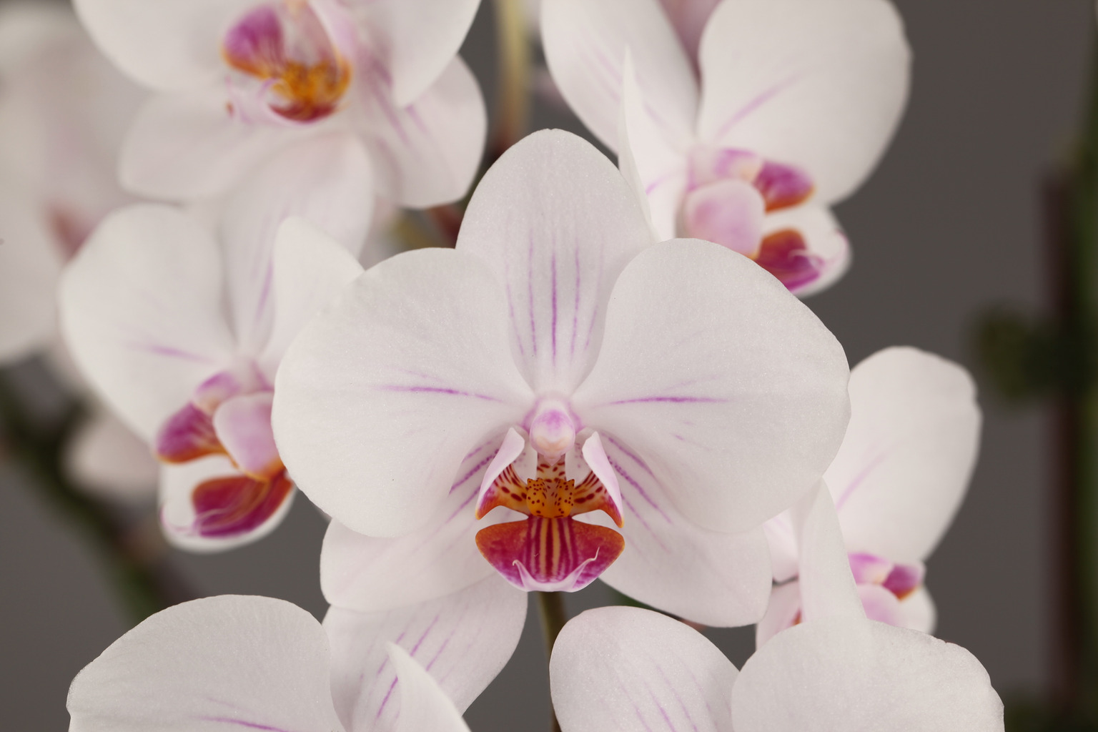 G55-3 香りある白花胡蝶蘭 — 花
