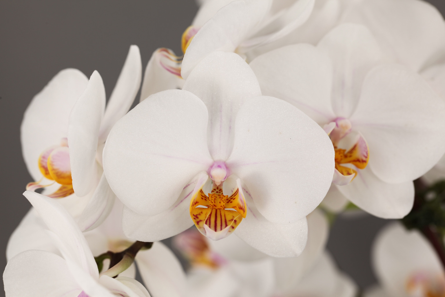 G55-4 白花胡蝶蘭 — 花