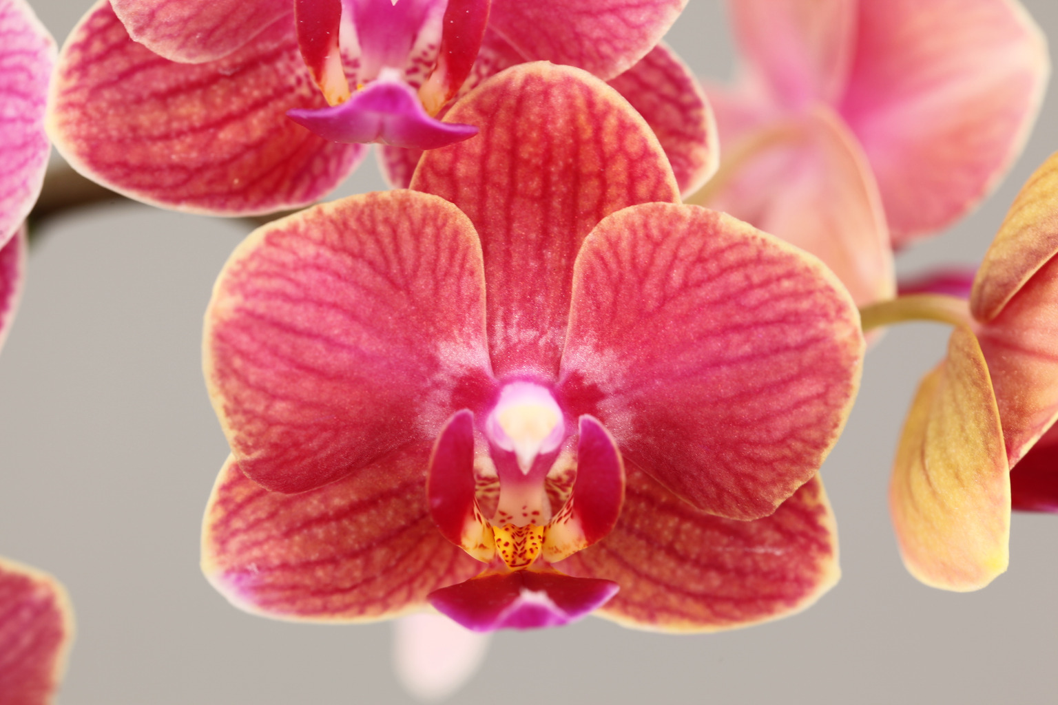 G58-2 oranje Phalaenopsis — Bloem