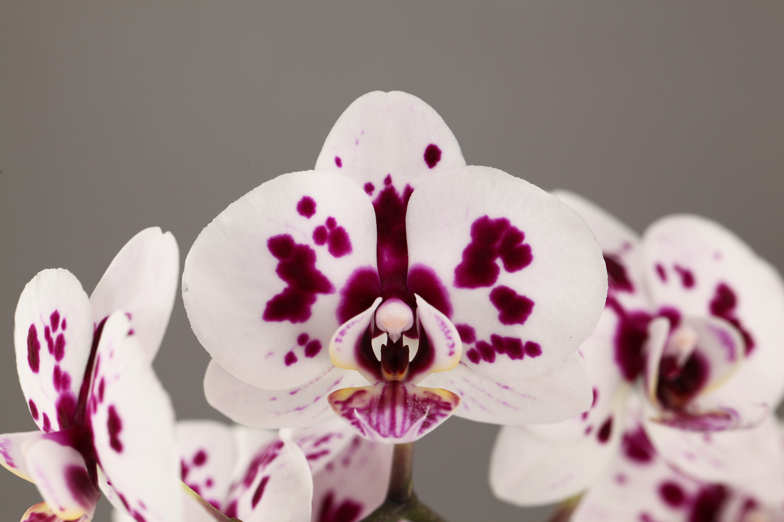 G73-2 dark Phalaenopsis — Flower
