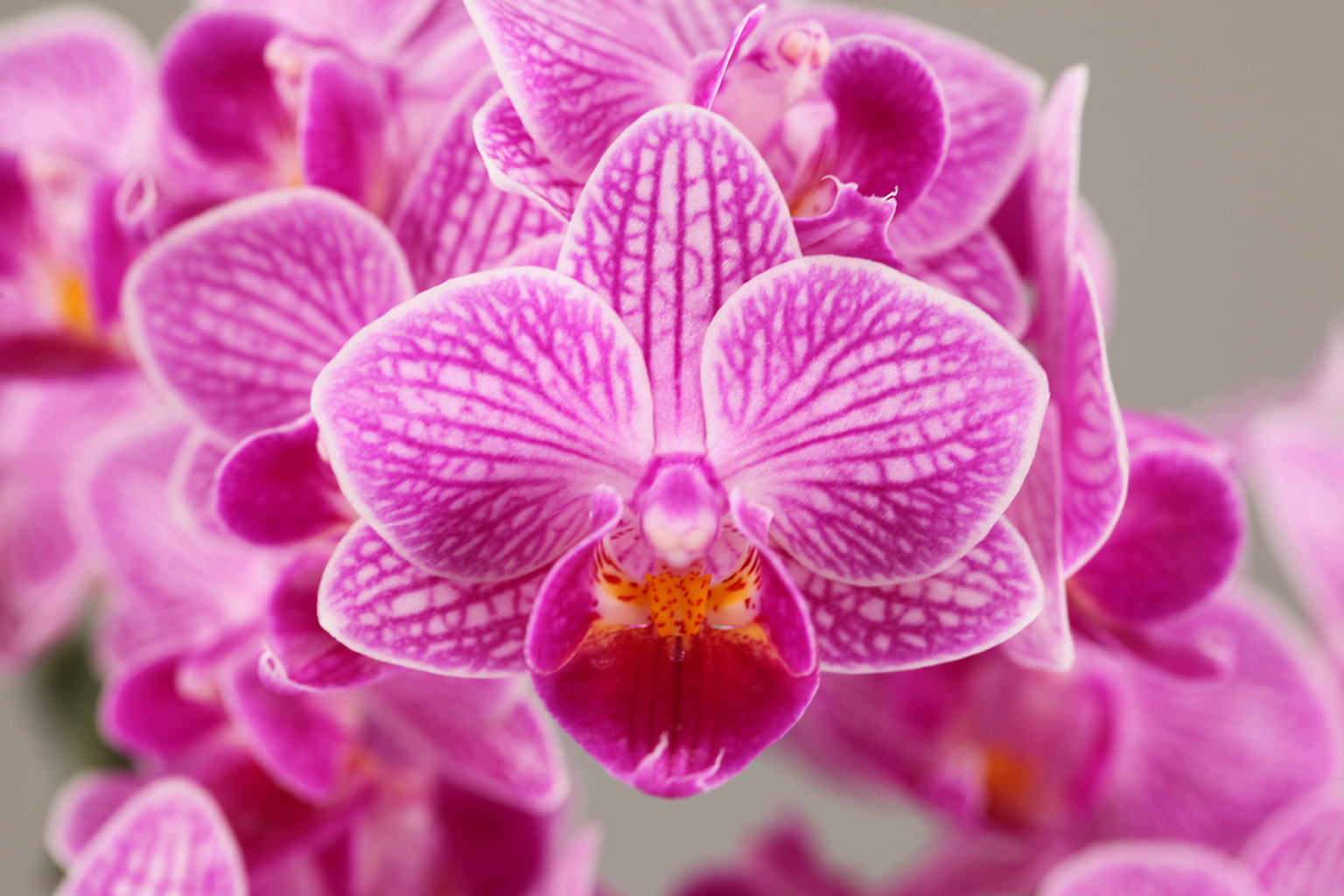G75-2 striped Phalaenopsis — Flower