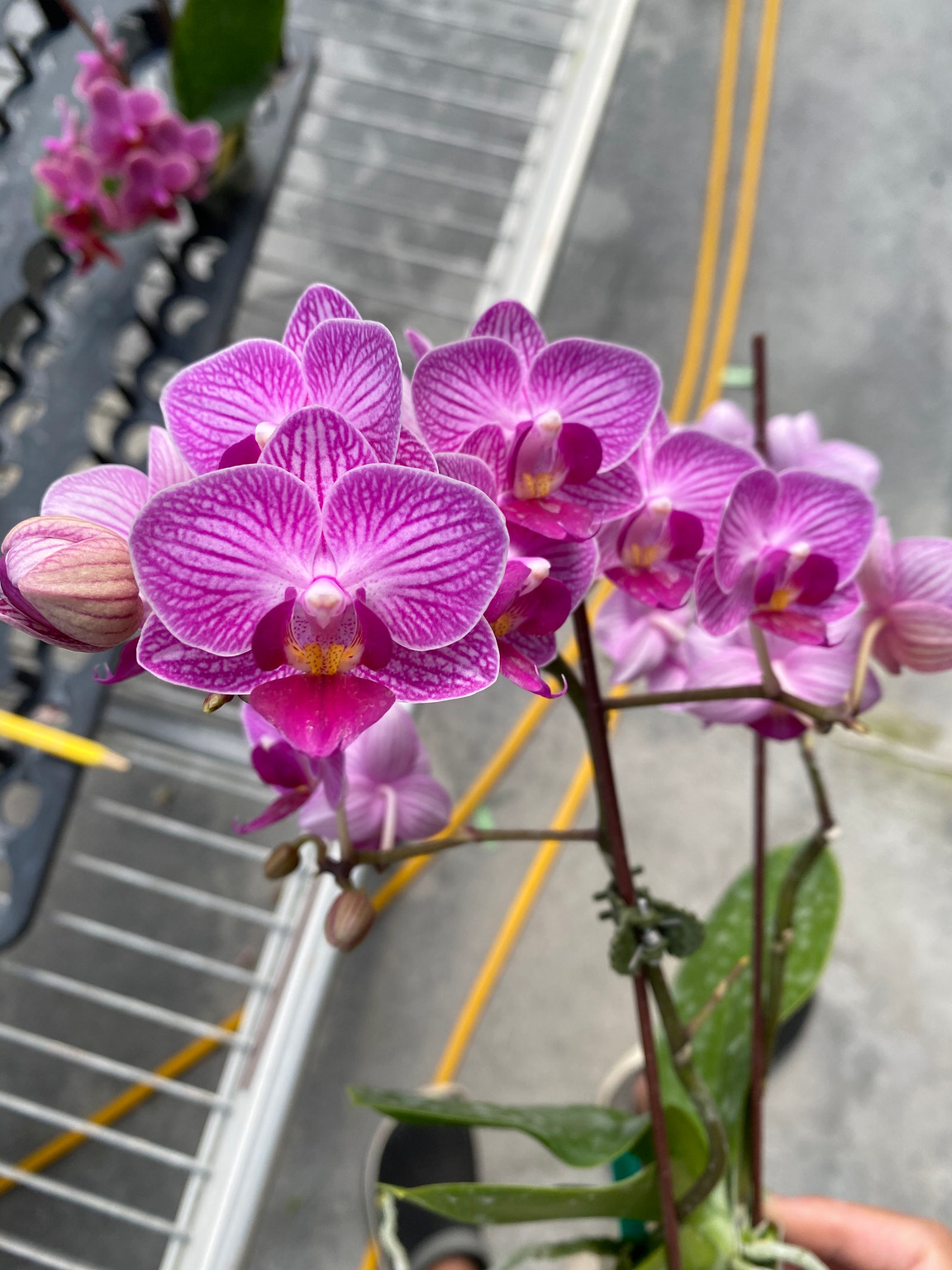 G75-5 コチョウラン写真 — 花