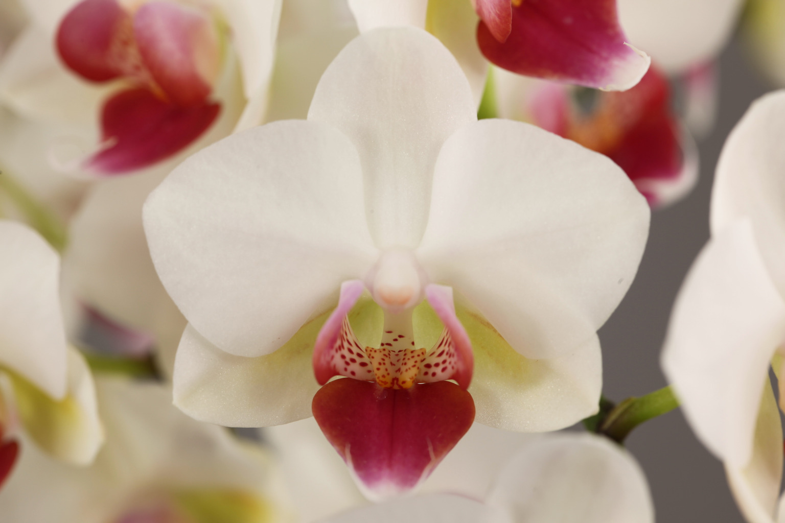G76-2 香りある白花胡蝶蘭 — 花
