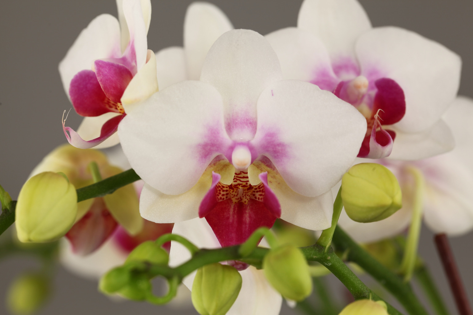 G76-3 geurende witte Phalaenopsis — Bloem