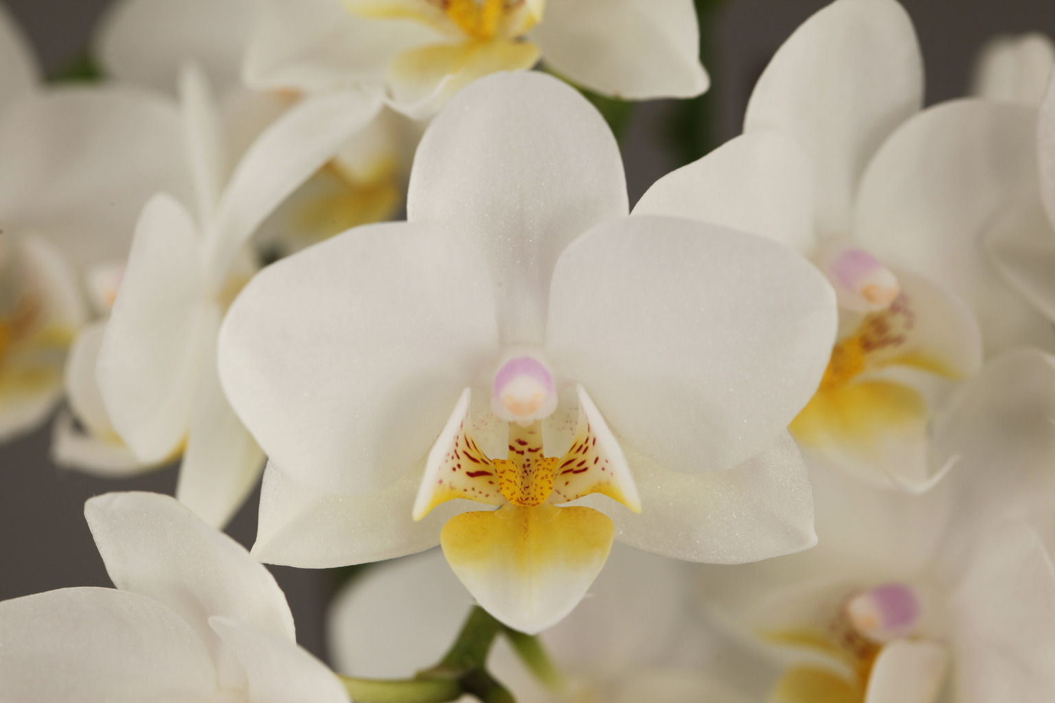 G92-1 白花胡蝶蘭 — 花