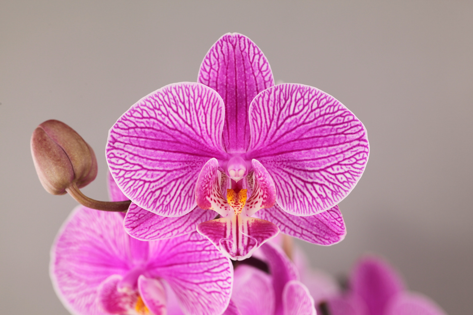 H20-2 lavendelkleurige Phalaenopsis — Bloem