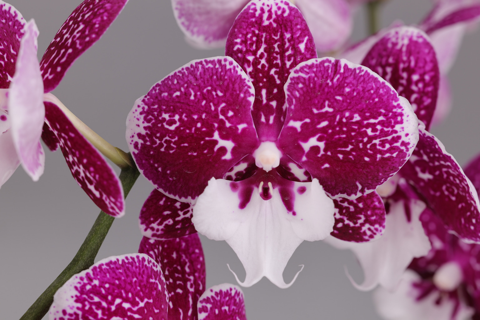 H24-2 Phalaenopsis foto — Bloem