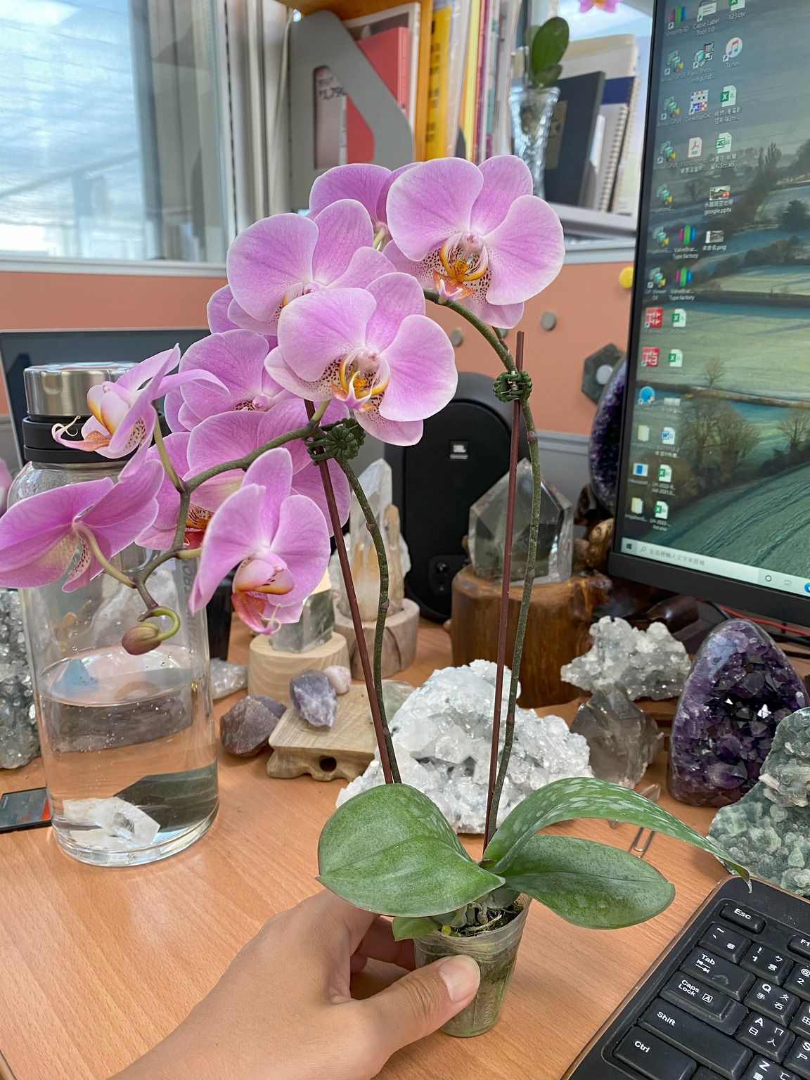 H32-1 大輪ピンク胡蝶蘭 — 花