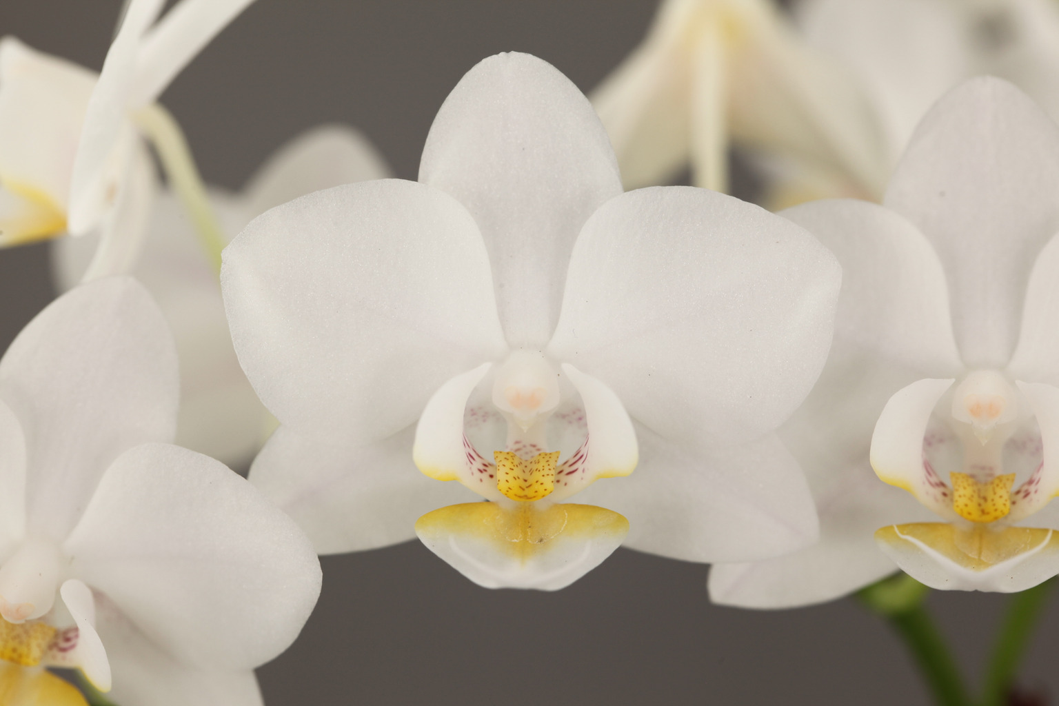 I1-5 white Phalaenopsis — Flower