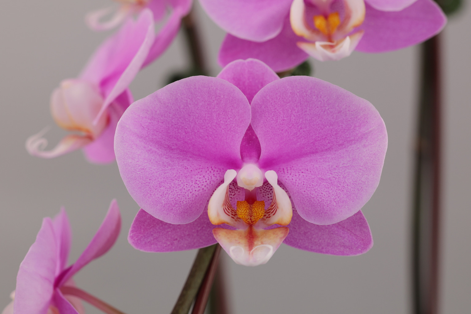 I12-1 roze Phalaenopsis — Bloem