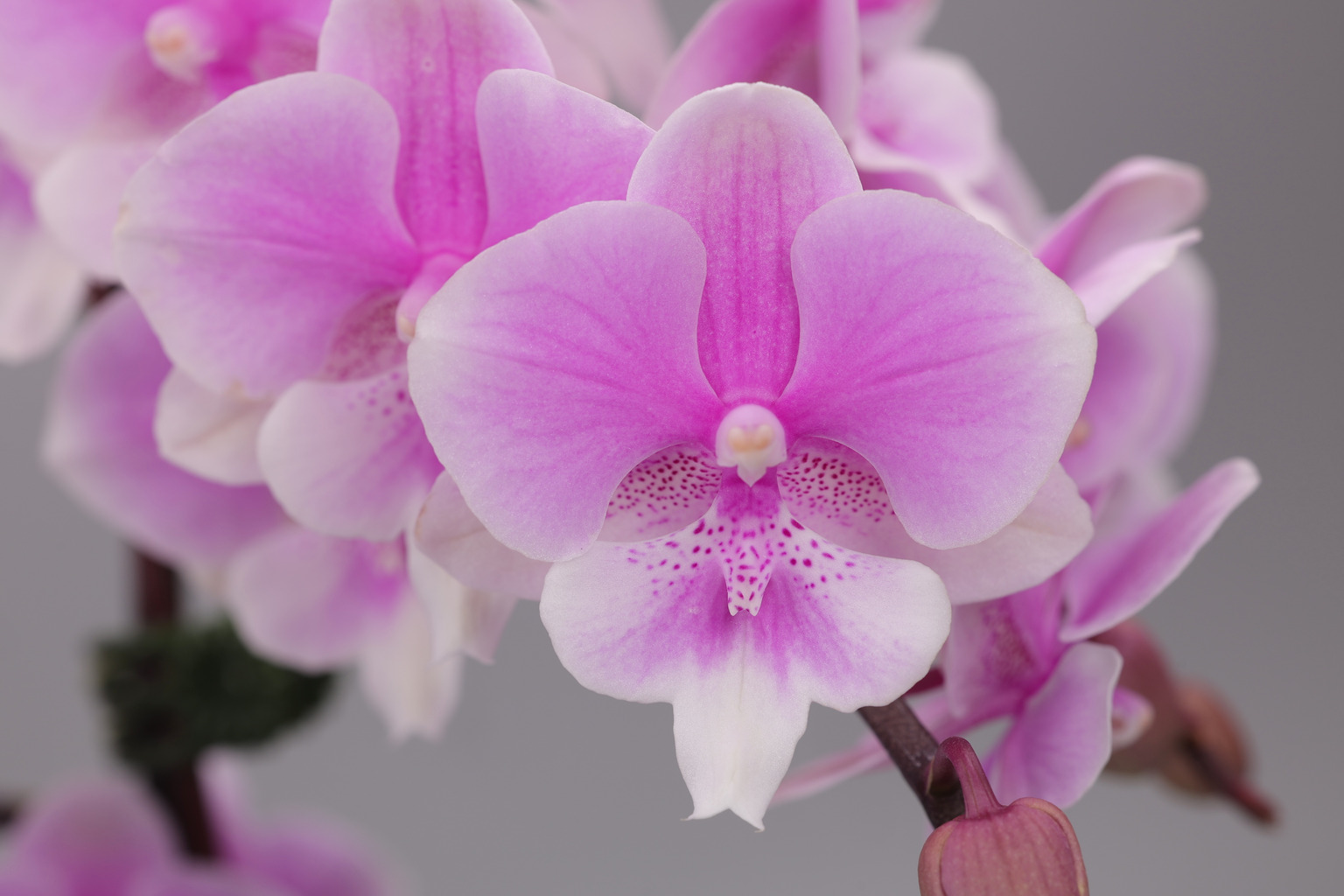 I139-1 pink Phalaenopsis — Flower