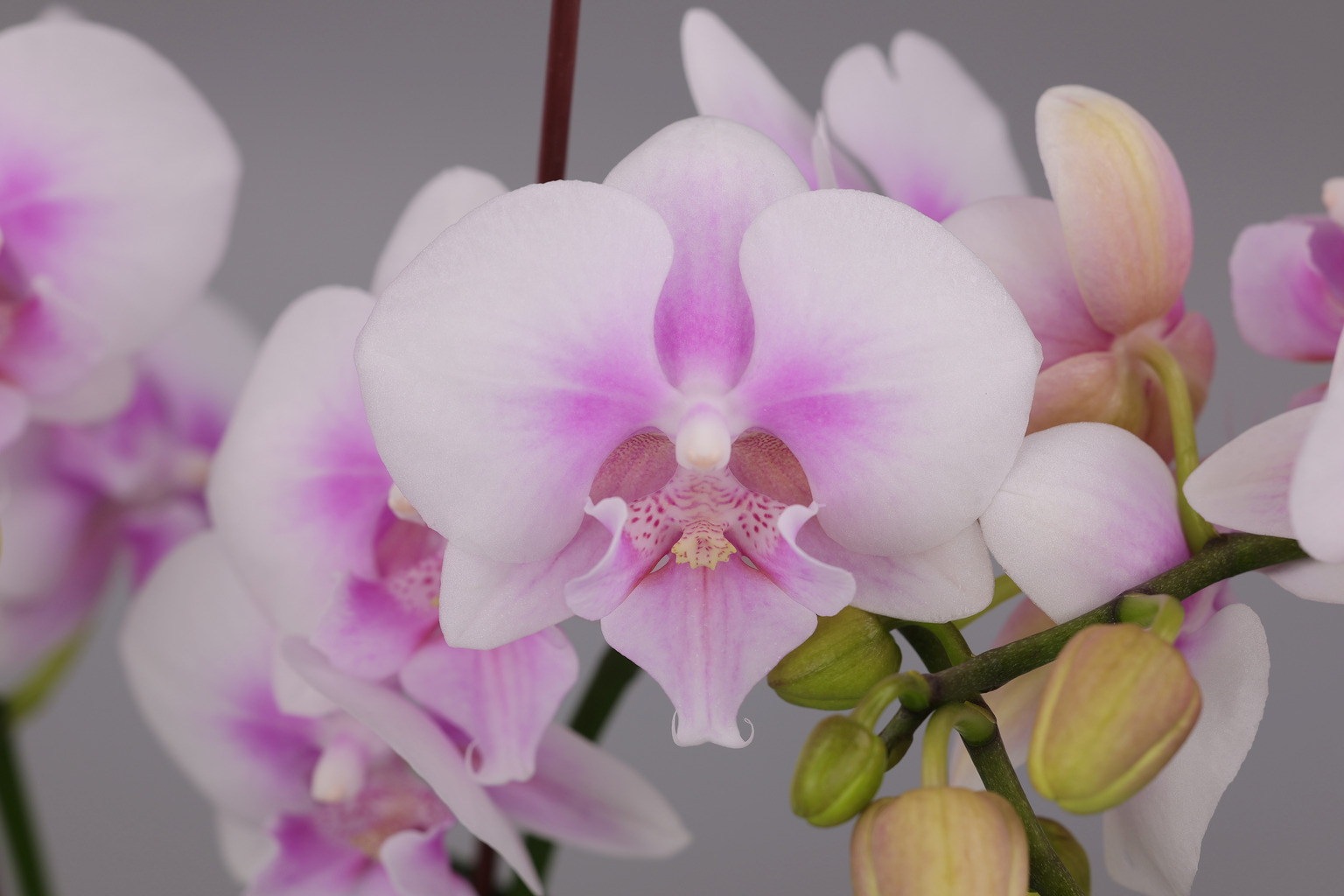 I177-1 大輪ピンク胡蝶蘭 — 花