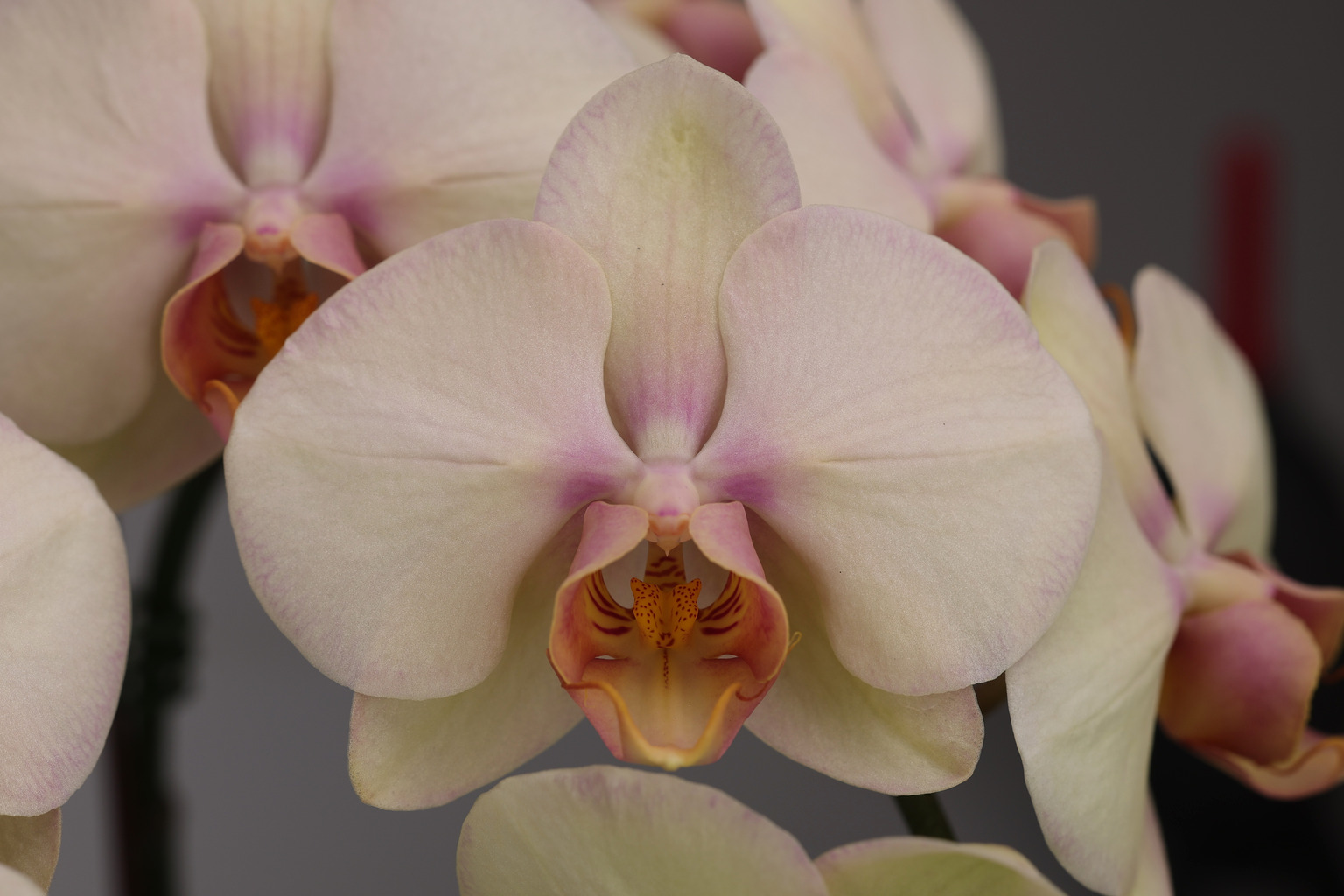 I182-1 grootbloemige gele Phalaenopsis — Bloem