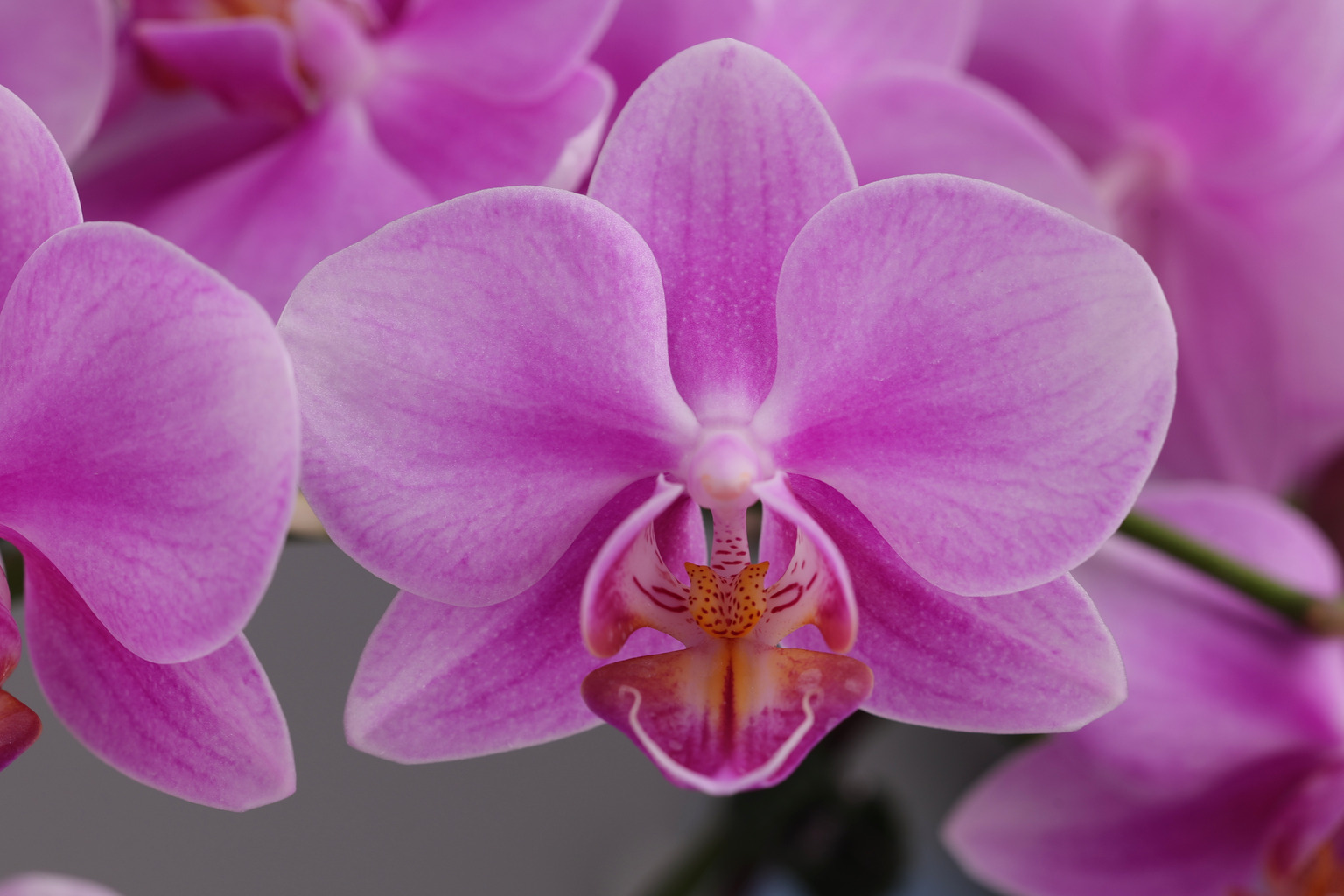 I183-1 roze Phalaenopsis — Bloem