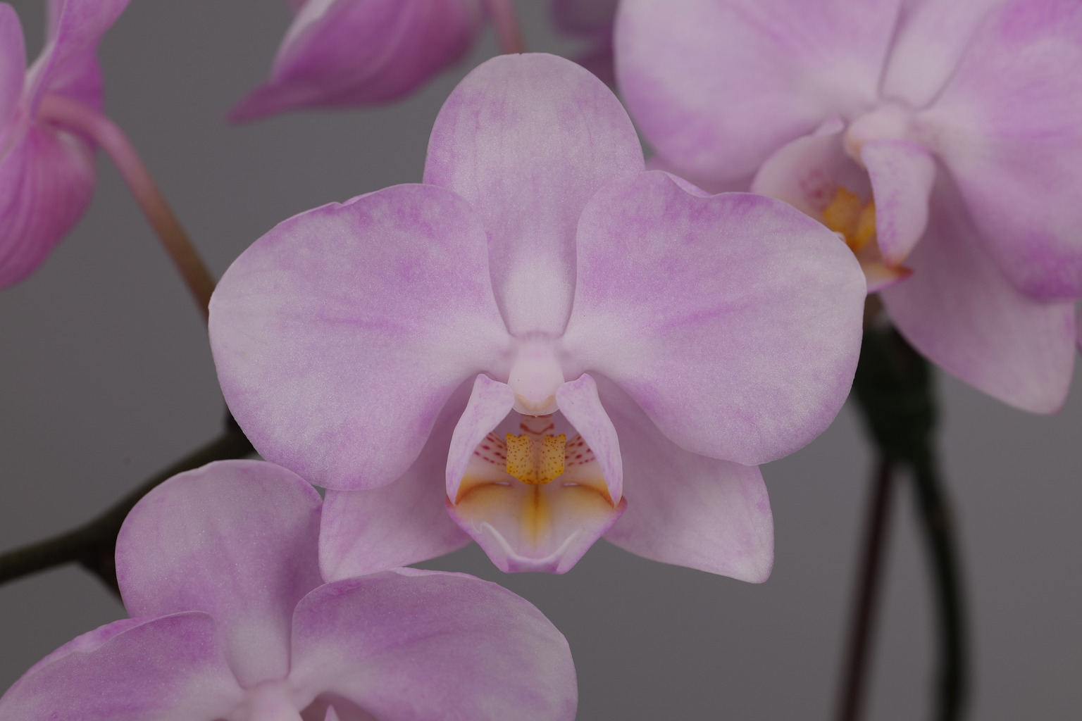 I183-2 roze Phalaenopsis — Bloem