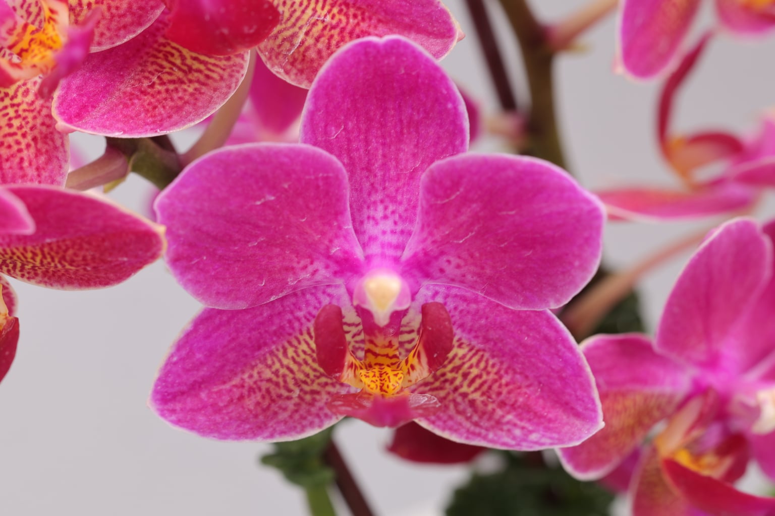 I186-1 Phalaenopsis foto — Bloem