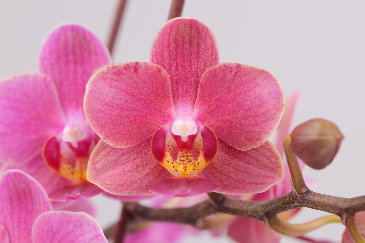 I186-3 oranje Phalaenopsis — Bloem