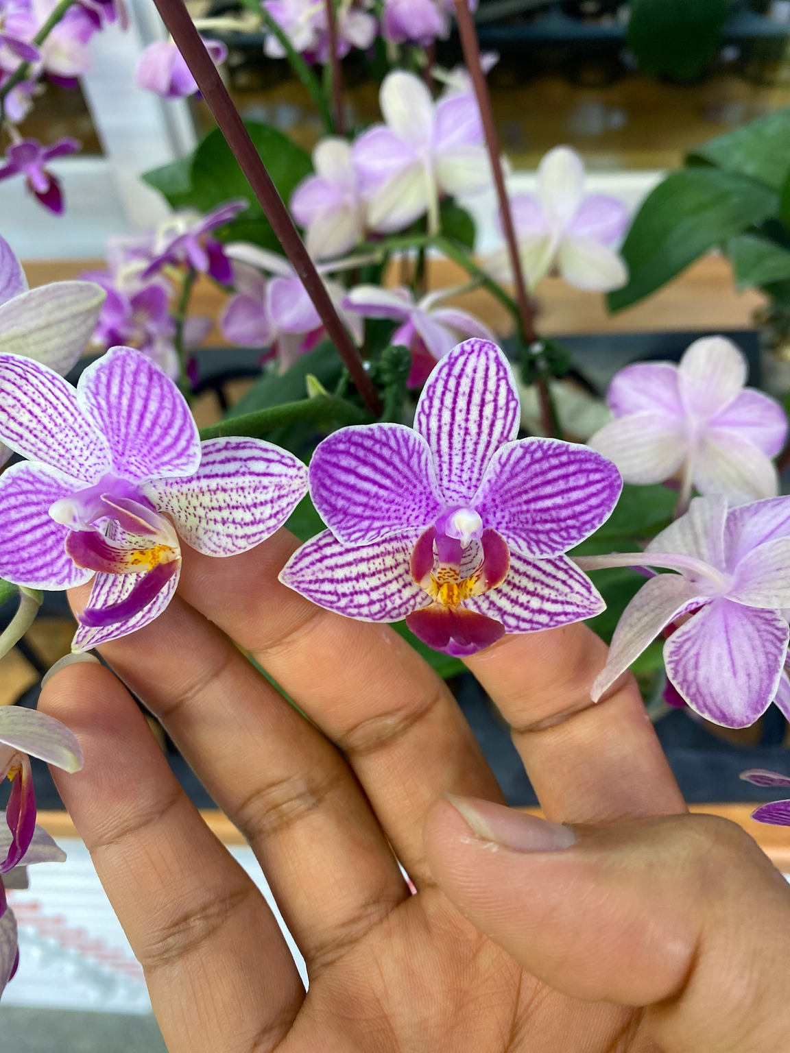I186-5 gestreepte Phalaenopsis — Bloem